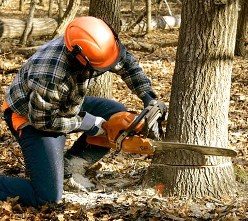 Tree Removal in Commerce, OK